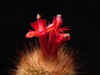 Thumbnail of 0942_Matucana myriacantha_20130609(1).JPG
